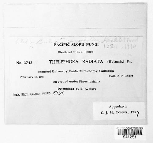 Thelephora caryophyllea image